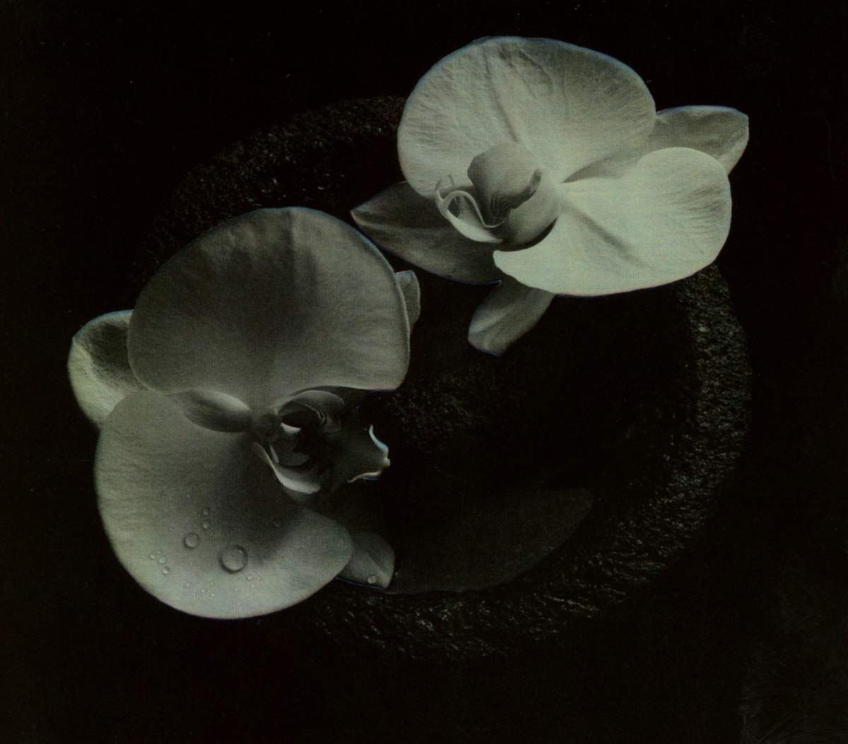 PATTON MIKE, VANNIER JEAN-CLAUDE - Corpse Flower