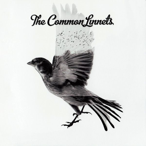 COMMON LINNETS – Common Linnets