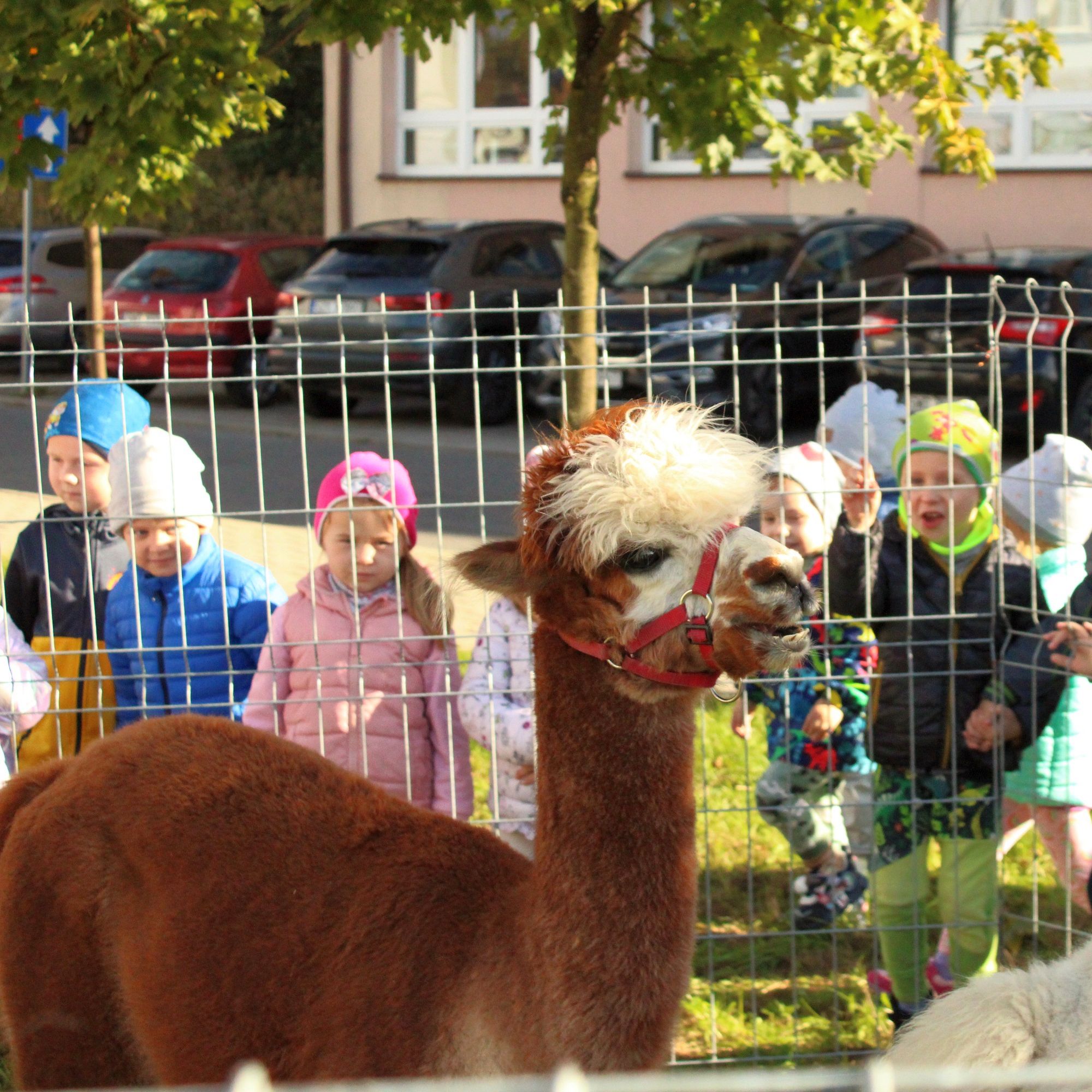 Alpaki, Październik 2024 - 1